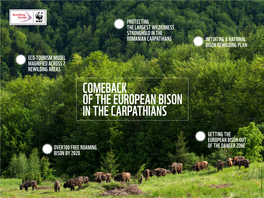 Comeback of the European Bison in the Carpathians
