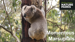 Momentous-Marsupials-7-8-PDF.Pdf