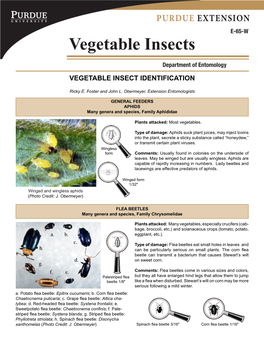 Vegetable Insects Indentification