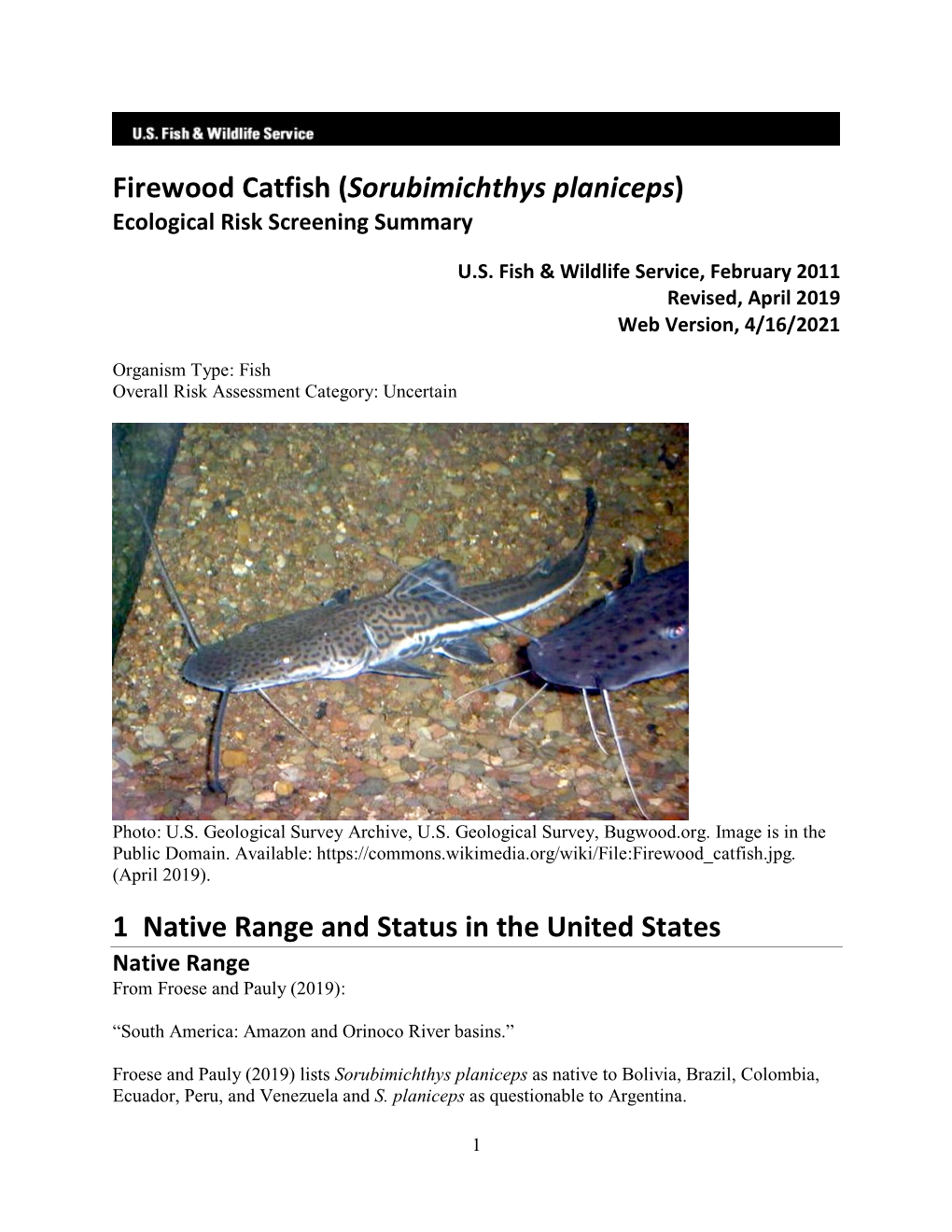 Firewood Catfish (Sorubimichthys Planiceps) ERSS