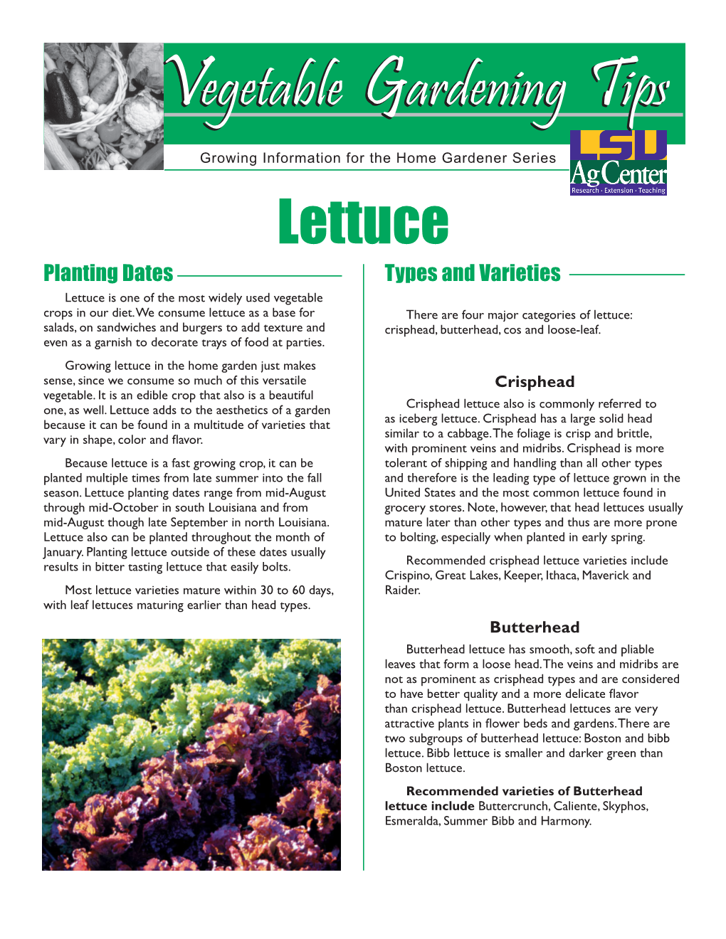 Lettuce Planting Dates Types and Varieties Lettuce Is One of the Most Widely Used Vegetable Crops in Our Diet
