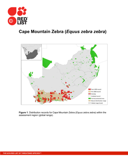 Cape Mountain Zebra (Equus Zebra Zebra)