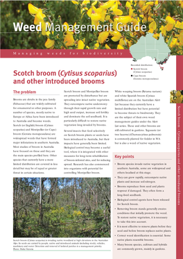 Scotch Broom (Cytisus Scoparius) Scotch Broom (Cytisus Scoparius) ● Cape Broom and Other Introduced Brooms (Genista Monspessulana)