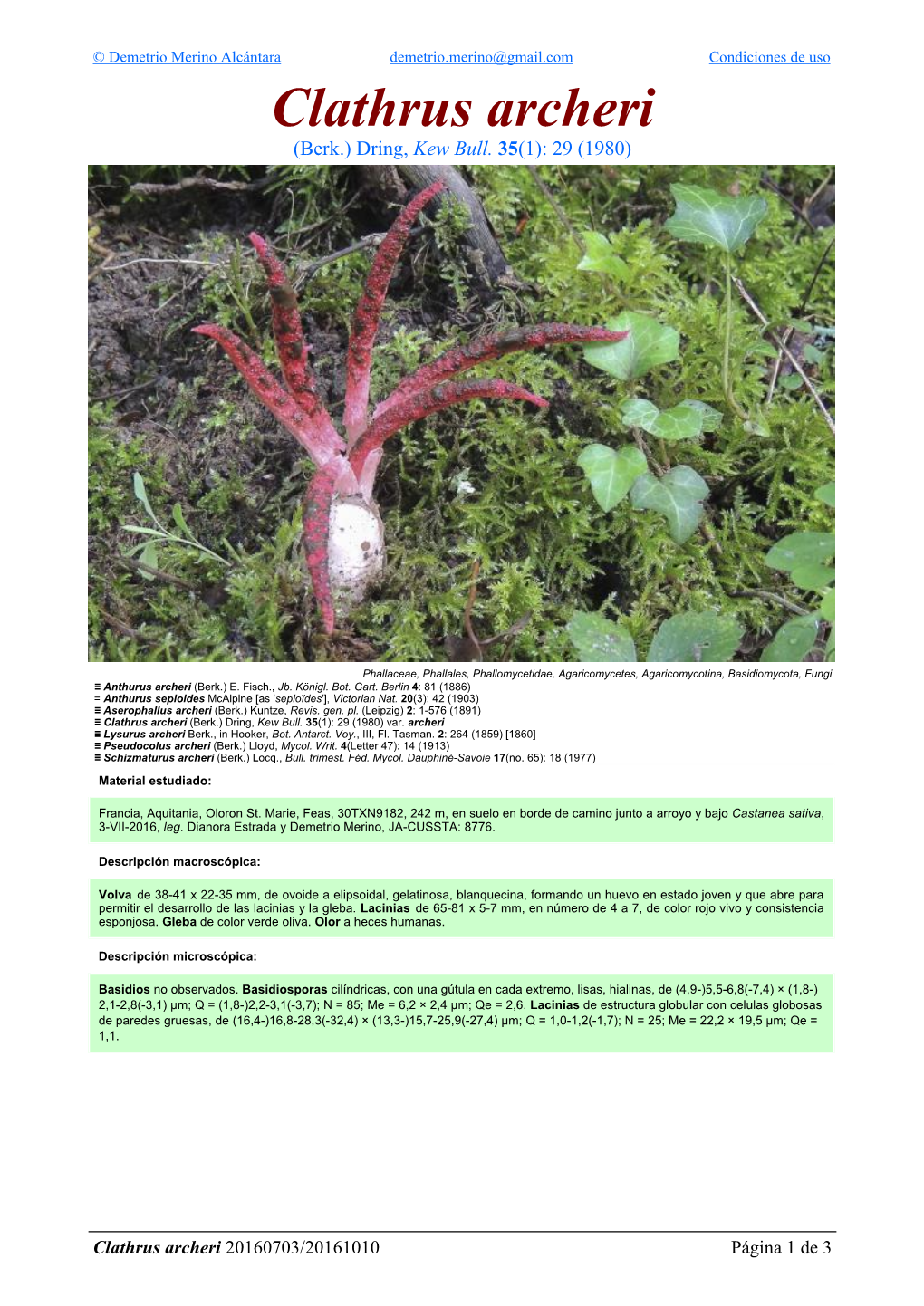 Clathrus Archeri