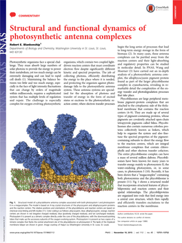 Structural and Functional Dynamics of Photosynthetic Antenna Complexes