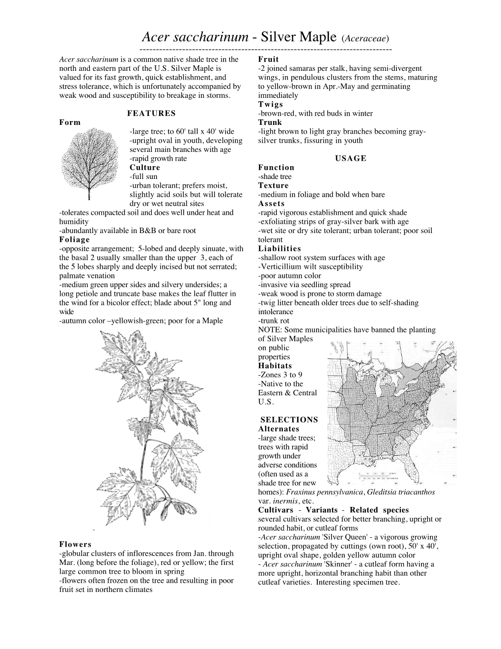 Acer Saccharinum - Silver Maple (Aceraceae) ------Acer Saccharinum Is a Common Native Shade Tree in the Fruit North and Eastern Part of the U.S