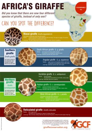 Did You Know That There Are Now Four Different Species of Giraffe, Instead of Only One?
