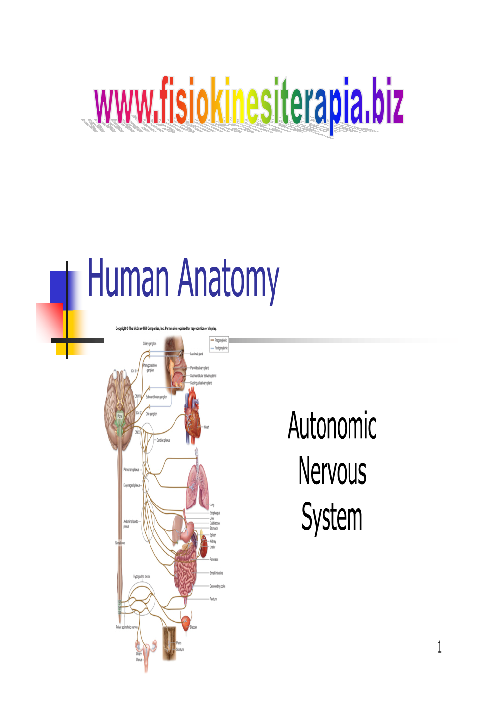 Human Anatomy