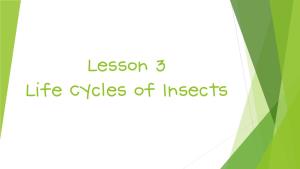Lesson 3 Life Cycles of Insects