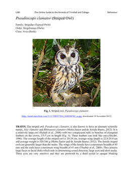 Pseudoscops Clamator (Striped Owl)