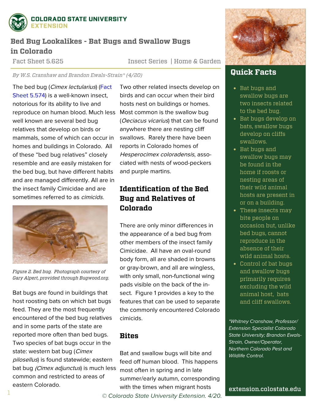 Bed Bug Lookalikes - Bat Bugs and Swallow Bugs in Colorado Fact Sheet 5.625 Insect Series | Home & Garden
