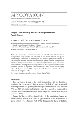 I. Shawarensis Within the Maculata Subclade in the Inosperma Clade