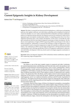 Current Epigenetic Insights in Kidney Development