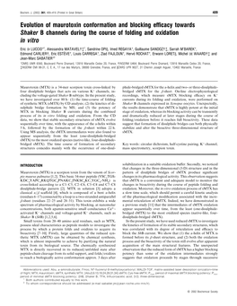 Evolution of Maurotoxin Conformation and Blocking Efficacy Towards Shaker B Channels During the Course of Folding and Oxidation