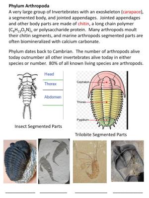 Arthropods Moult Their Chitin Segments, and Marine Arthropods Segmented Parts Are Often Biomineralized with Calcium Carbonate