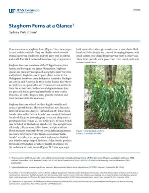 Staghorn Ferns at a Glance1 Sydney Park Brown2