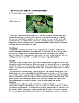 Cucumber Beetle by Meredith Kaplan, Master Gardener