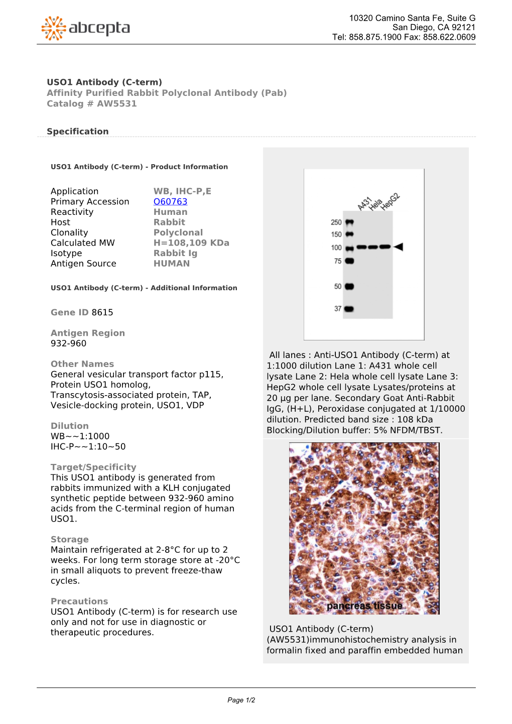 USO1 Antibody (C-Term) Affinity Purified Rabbit Polyclonal Antibody (Pab) Catalog # AW5531