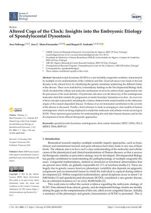 Insights Into the Embryonic Etiology of Spondylocostal Dysostosis
