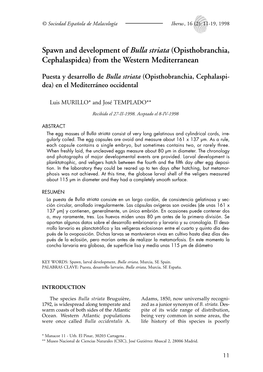 Bulla Striata (Opisthobranchia, Cephalaspidea) from the Western Mediterranean