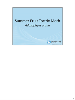 The Summer Fruit Tortrix Moth Or Adoxophyes Orana (Fischer Von Roslerstamm) Is a Native Pest to Europe and Asia
