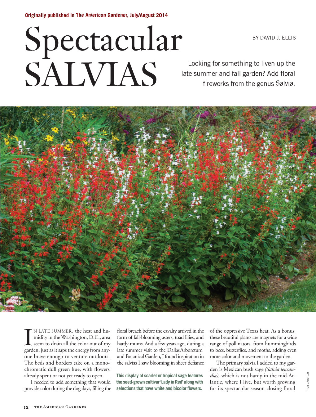 Spectacular SALVIAS