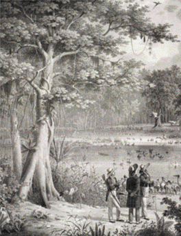 A View of the Socio-Environmental History of the Atlantic Rainforest Clóvis Cavalcanti1