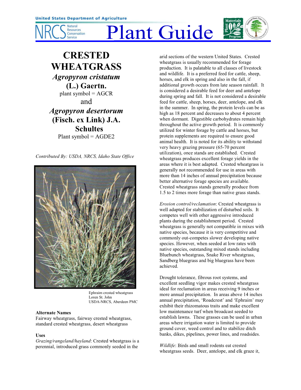 Crested Wheatgrass Is Usually Recommended for Forage WHEATGRASS Production