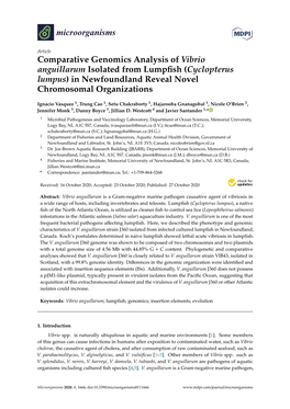 Comparative Genomics Analysis of Vibrio Anguillarum Isolated from Lumpﬁsh (Cyclopterus Lumpus) in Newfoundland Reveal Novel Chromosomal Organizations