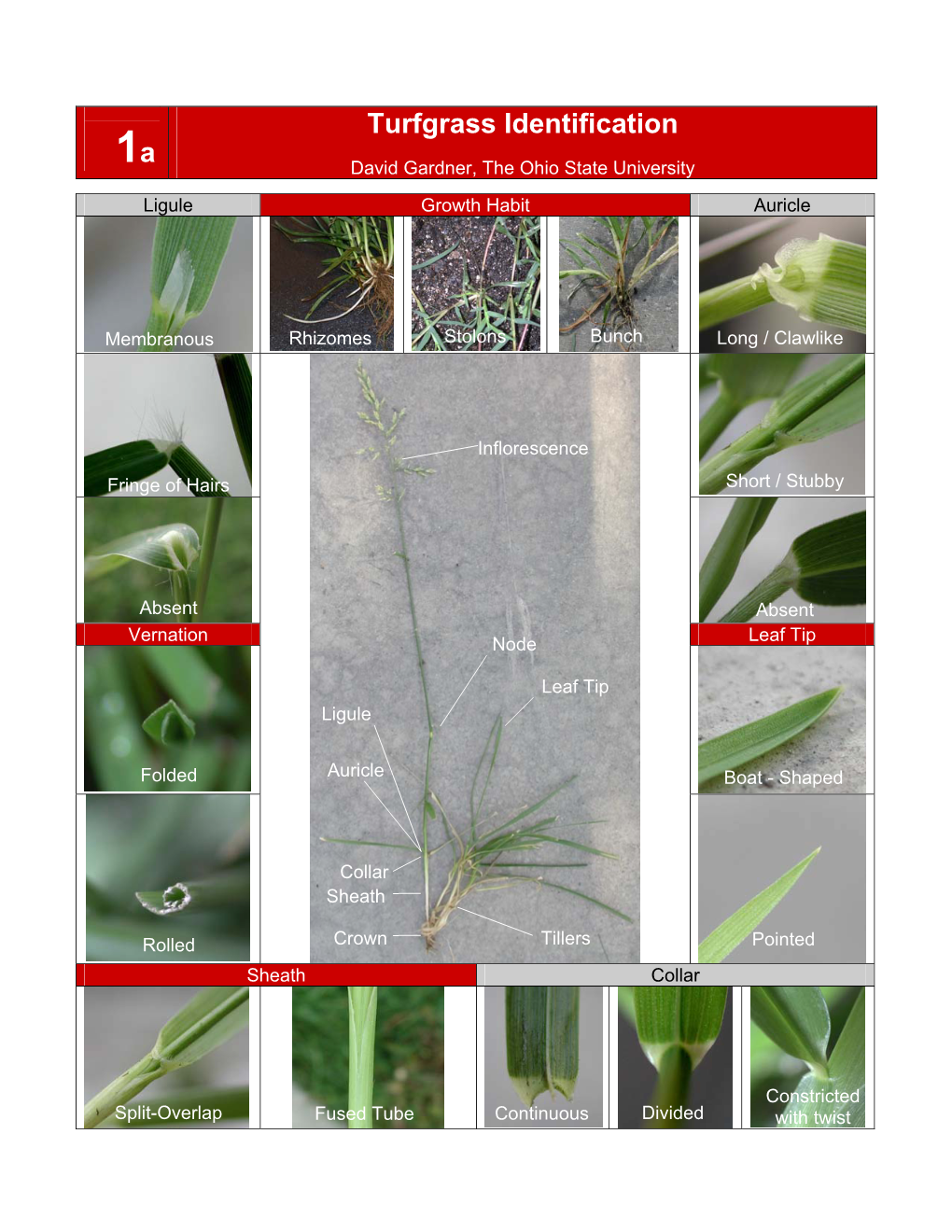 Turfgrass Identification a 1 David Gardner, the Ohio State University