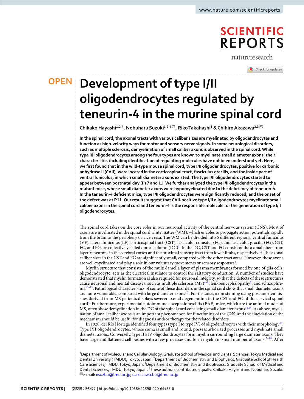 Development of Type I/II Oligodendrocytes Regulated by Teneurin-4 in the Murine Spinal Cord