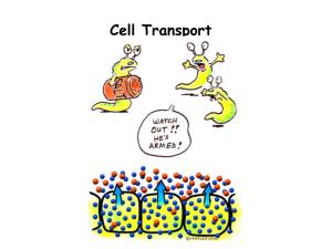 Cell Transport Notes.Pdf