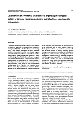 Development of Drosophila Larval Sensory Organs: Spatiotemporal Pattern of Sensory Neurones, Peripheral Axonal Pathways and Sensilla Differentiation