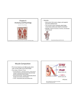 Muscle Composition