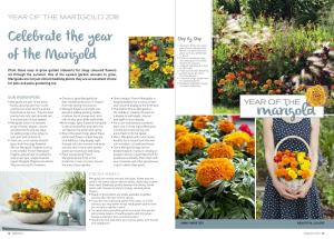 Celebrate the Year of the Marigold