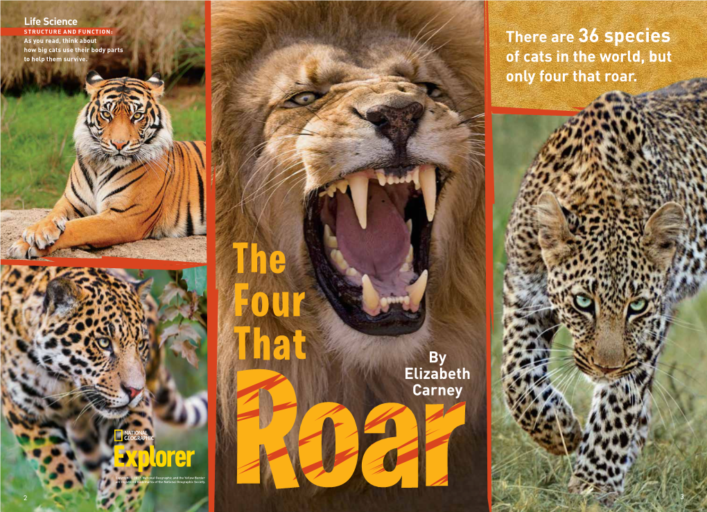 There Are 36 Species of Cats in the World, but Only Four That Roar. By