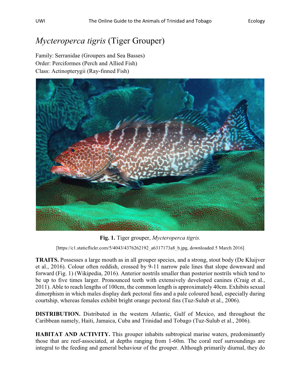 Mycteroperca Tigris (Tiger Grouper)