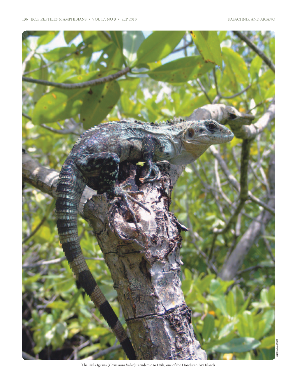 136 Ircf Reptiles & Amphibians • Vol 17, No 3 • Sep