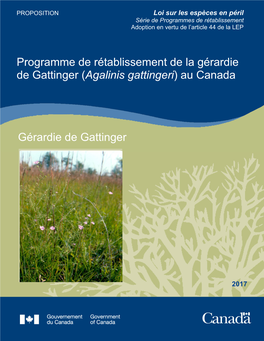 Gérardie De Gattinger (Agalinis Gattingeri) Au Canada