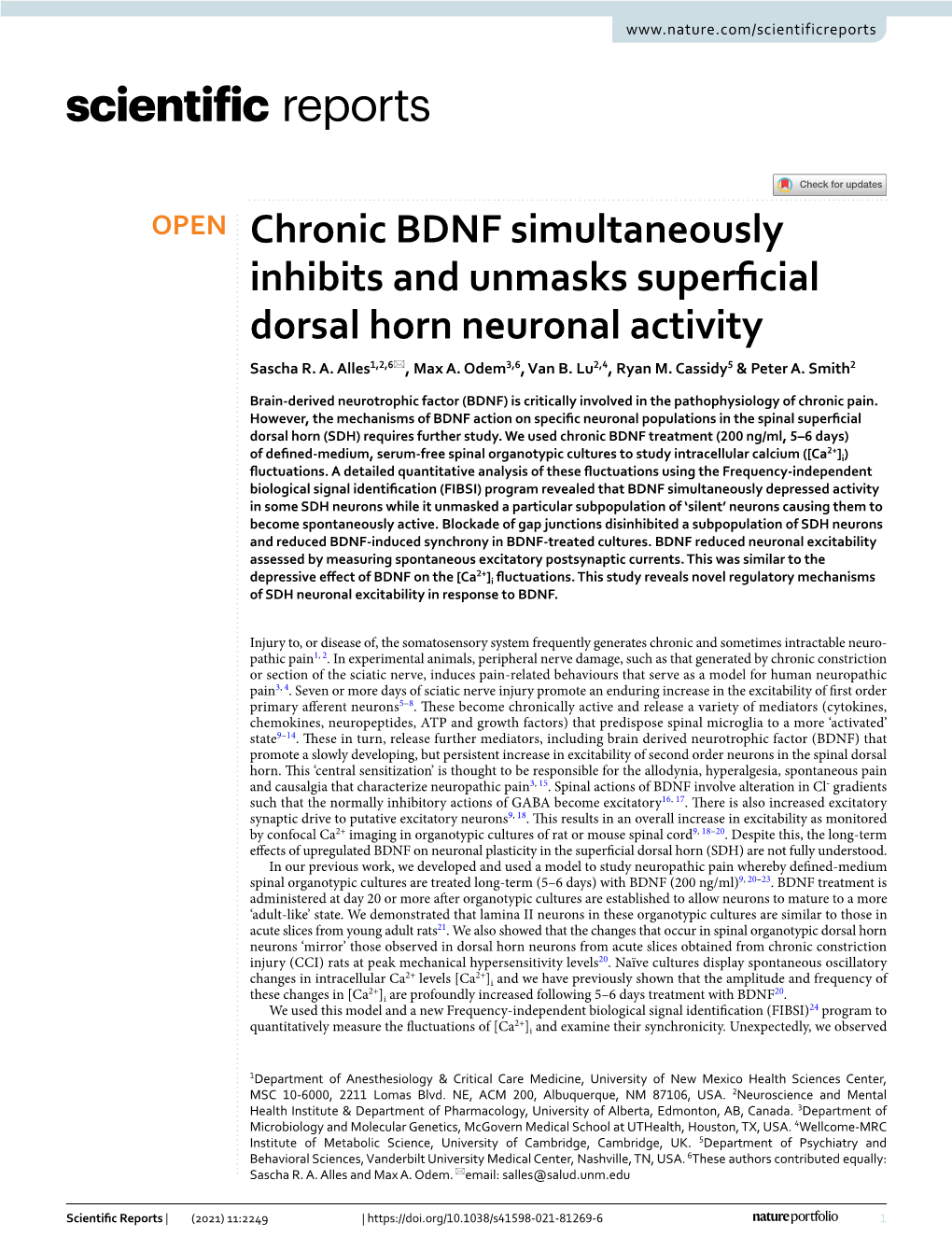 Chronic BDNF Simultaneously Inhibits and Unmasks Superficial Dorsal