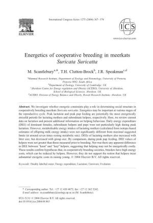 Energetics of Cooperative Breeding in Meerkats Suricata Suricatta