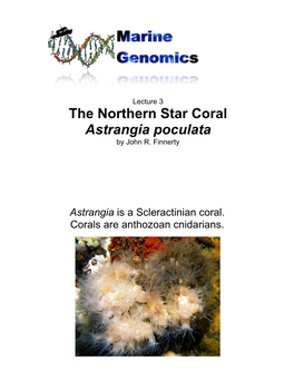 The Northern Star Coral Astrangia Poculata by John R