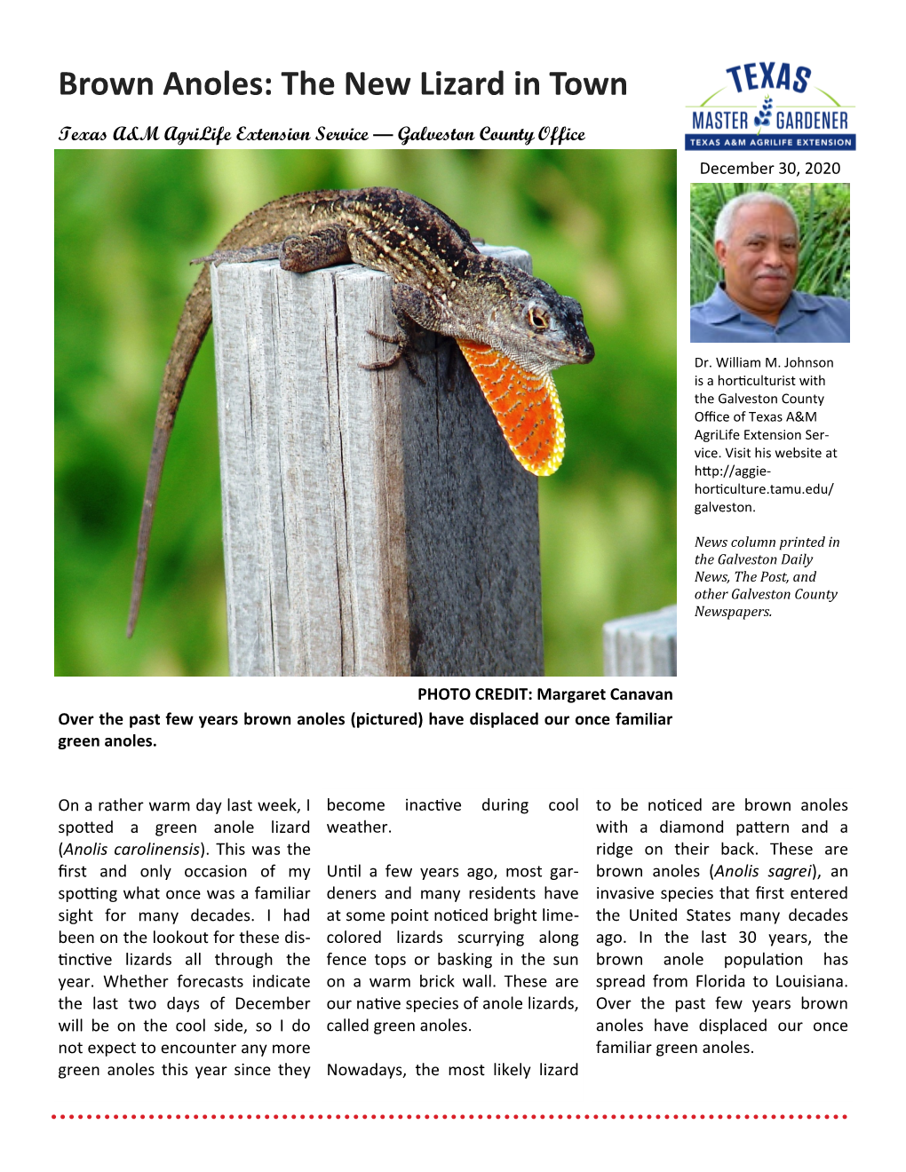 Brown Anoles: the New Lizard in Town