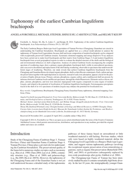 Taphonomy of the Earliest Cambrian Linguliform Brachiopods