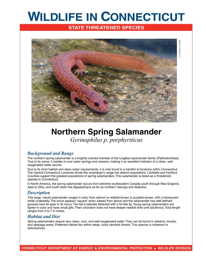 Northern Spring Salamander Fact Sheet