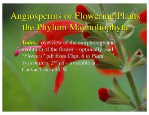 Angiosperms Or Flowering Plants the Phylum Magnoliophyta