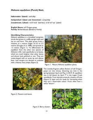 Mahonia Aquifolium (Pursh) Nutt