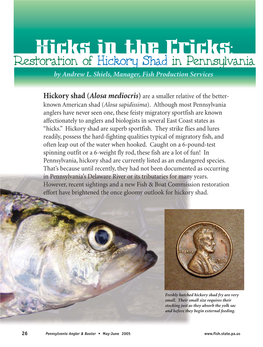 Hickory Shad (Alosa Mediocris) Are a Smaller Relative of the Better- Known American Shad (Alosa Sapidissima)