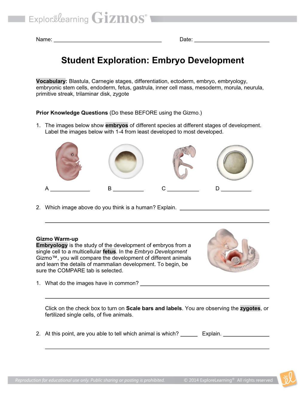 Embryo Development