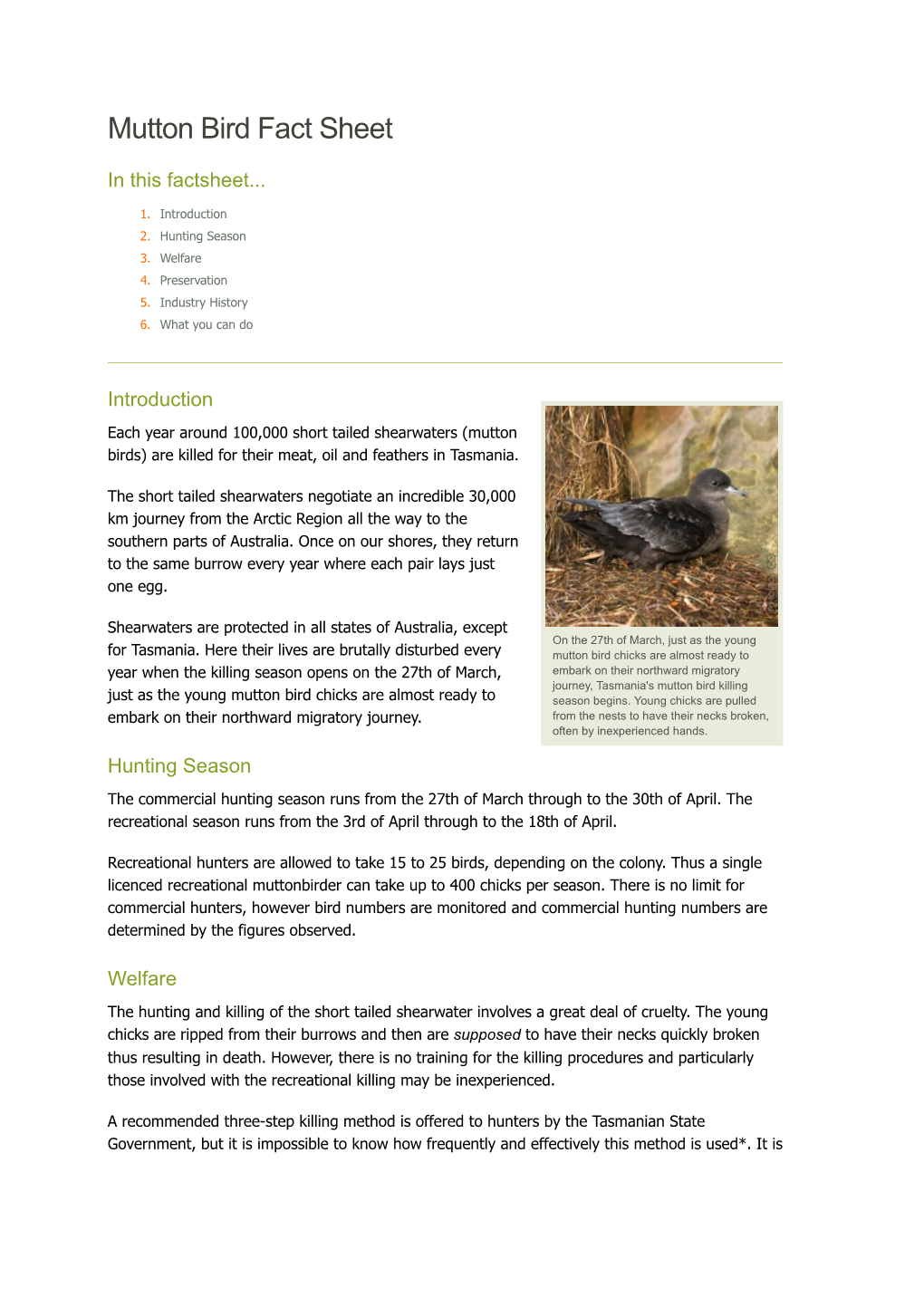 Mutton Bird Hunting Fact Sheet // Animals Australia